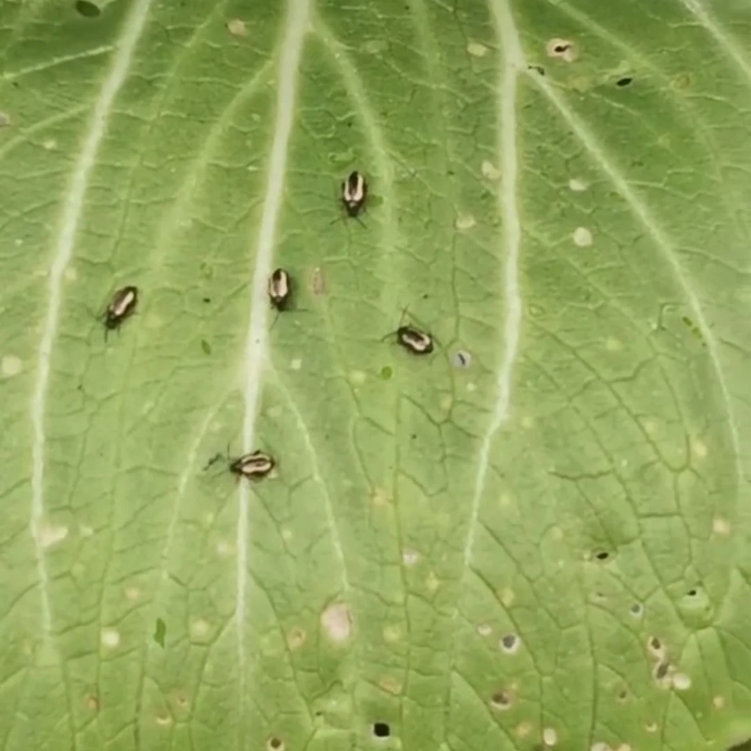 【跳甲】专用组合一套10桶水