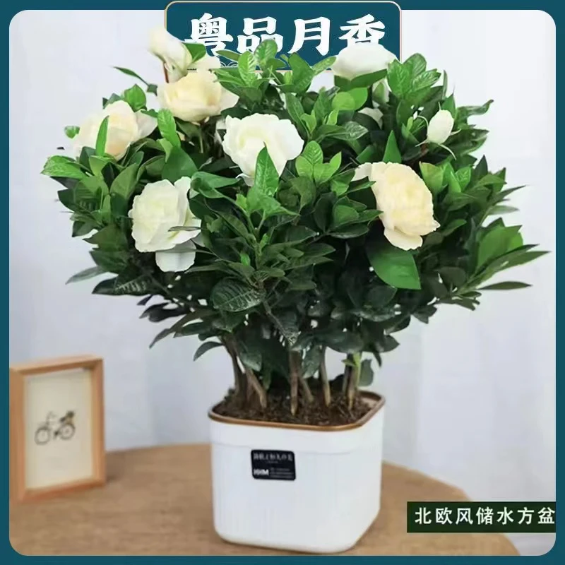栀子花盆栽重瓣牡丹栀子花四季开花栀子花发浓香型