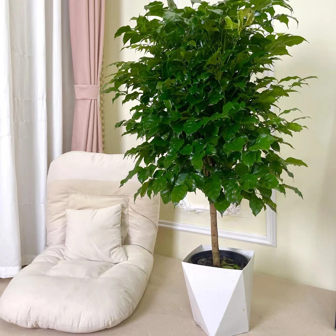【81-90㎝】幸福树盆栽植物平安树好养盆景净化空气吸甲醛绿植