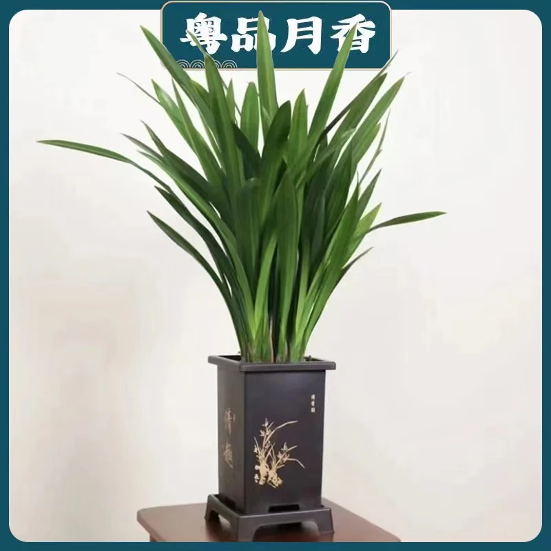 墨兰企黑名贵兰花苗浓香原盆原土栽好发货四季花好养活盆栽