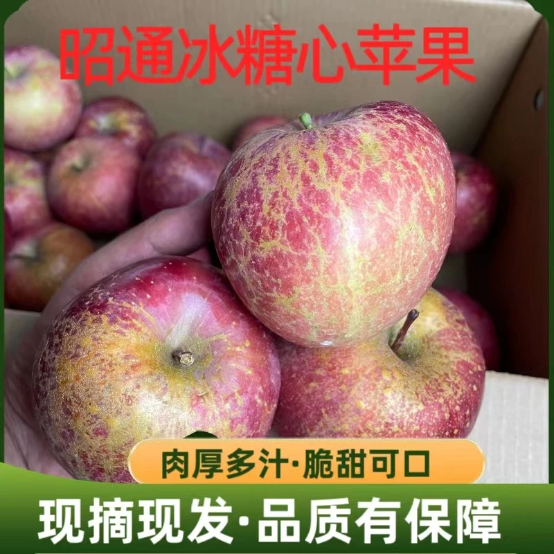 云南昭通应季新鲜现摘水果昭通甜脆红富士糖心丑苹果5/10斤装包邮