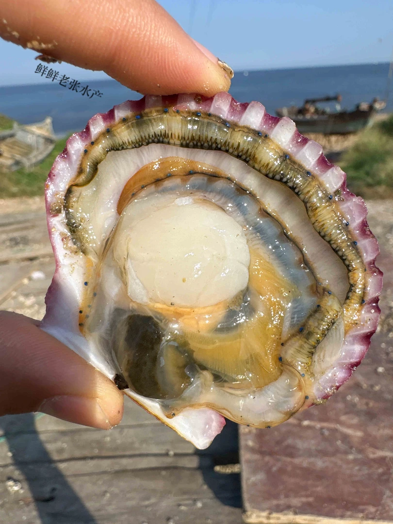 a小红贝扇贝【免洗无沙】鲜甜肥美3斤/5斤大个头【保鲜到家】