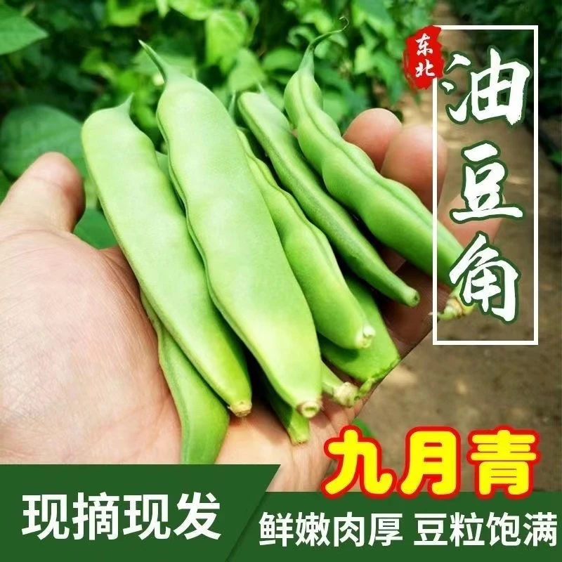 东北特产九月青豆角油豆角新鲜豆角现摘现发开锅烂农家种植