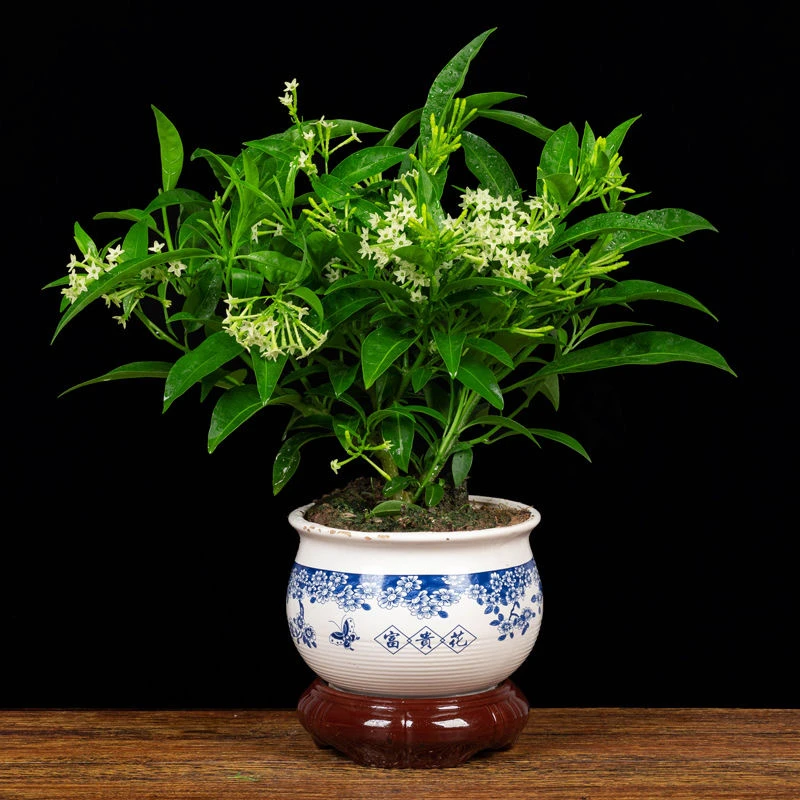 夜来香盆栽花香驱蚊四季青开花不断浓香花卉驱蚊植物花草净化空气
