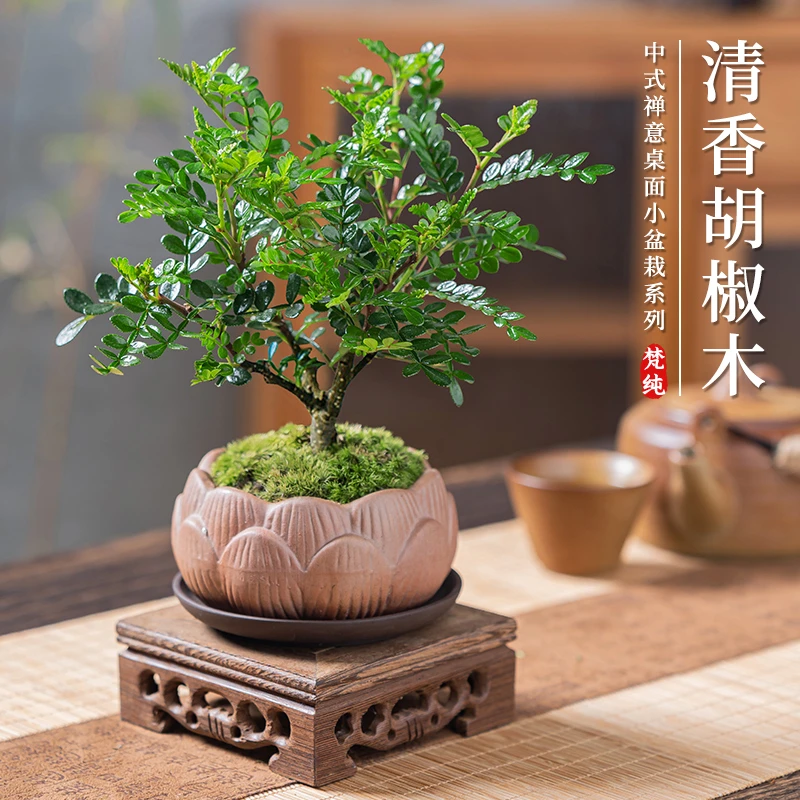 胡椒木盆栽室内桌面办公室绿植创意迷你小盆景好养四季清香木驱蚊