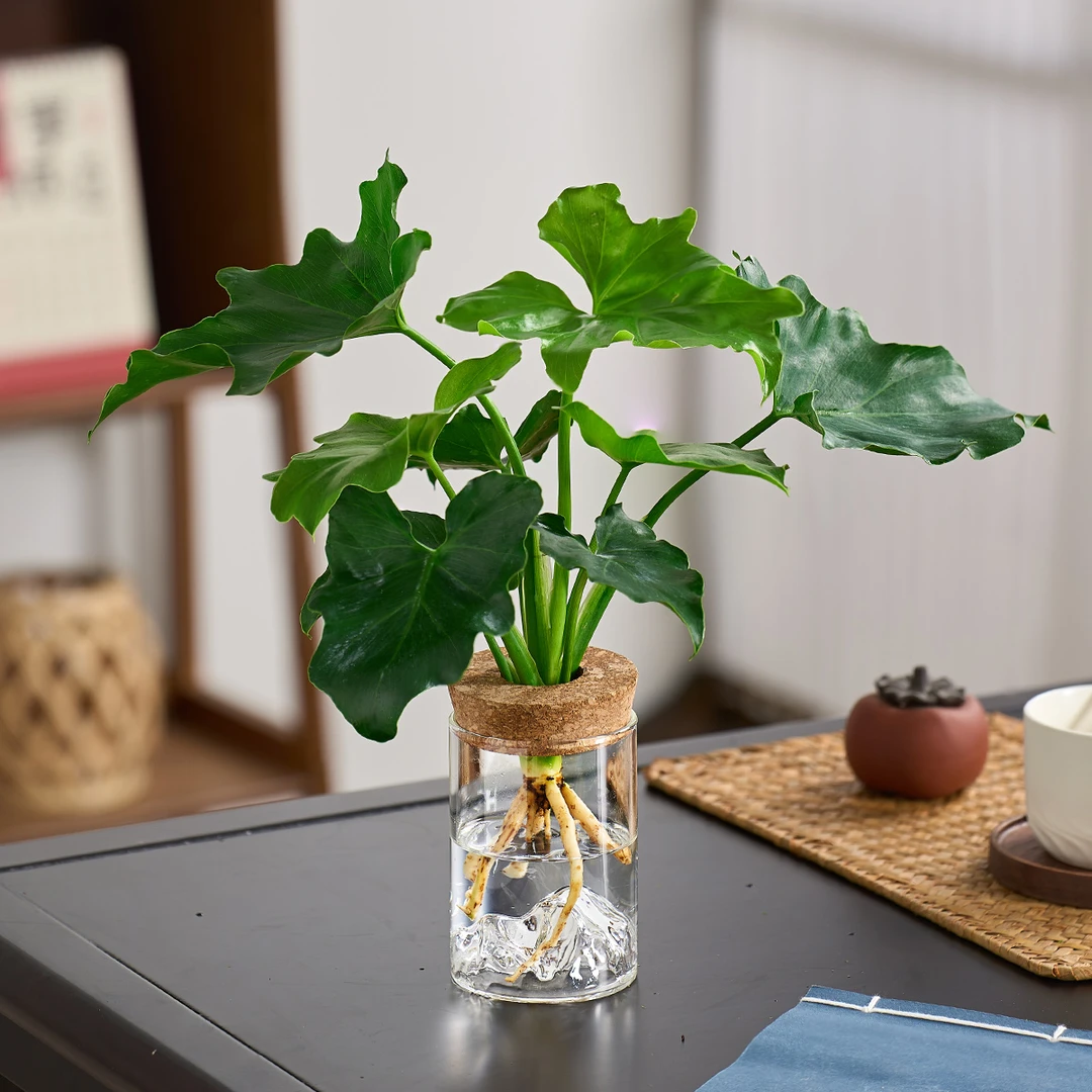 水培植物春羽客厅茶几办公桌趣味花卉四季常青净化空气懒人好养活