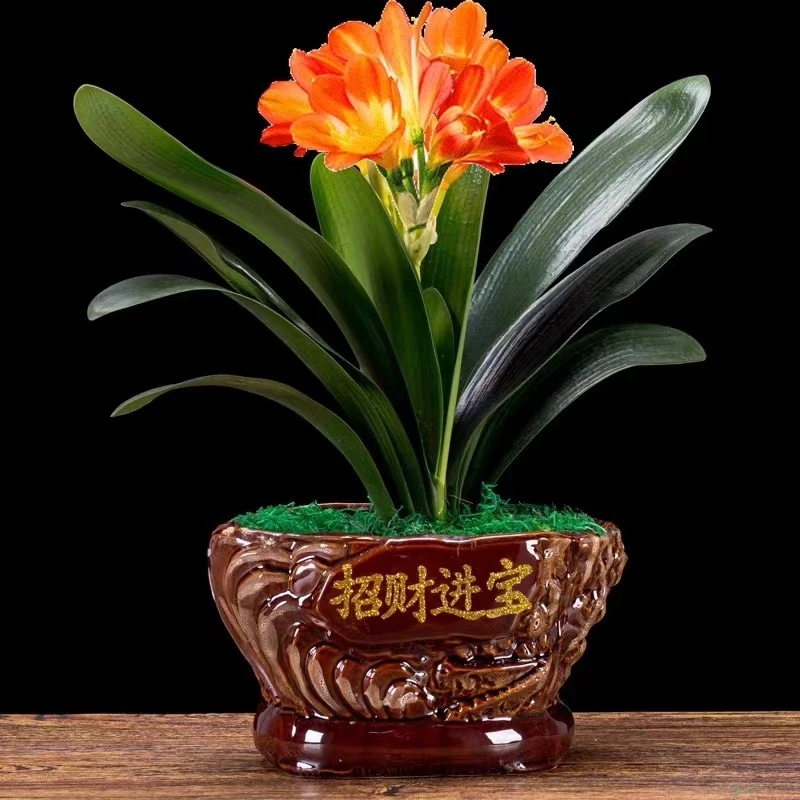 君子兰盆栽花卉植物室内花四季好养常青国兰绿植植物花苗