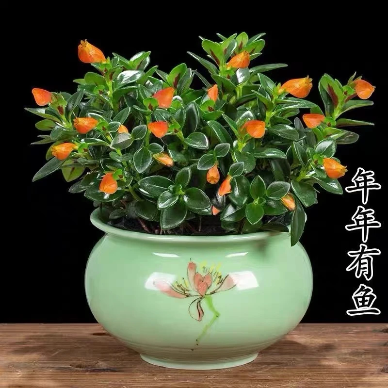 金鱼花吊兰金鱼花盆栽金鱼花带花苞室内四季常青绿植花卉四季开花