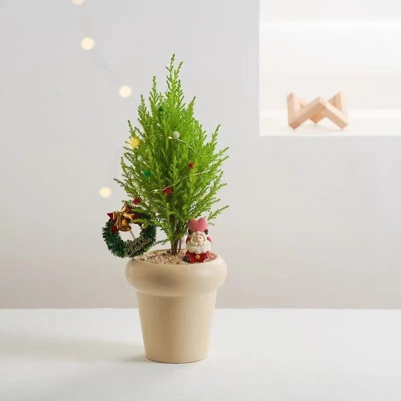 圣诞树香松盆栽放轻松室内办公桌好养四季常青淡香绿植盆景