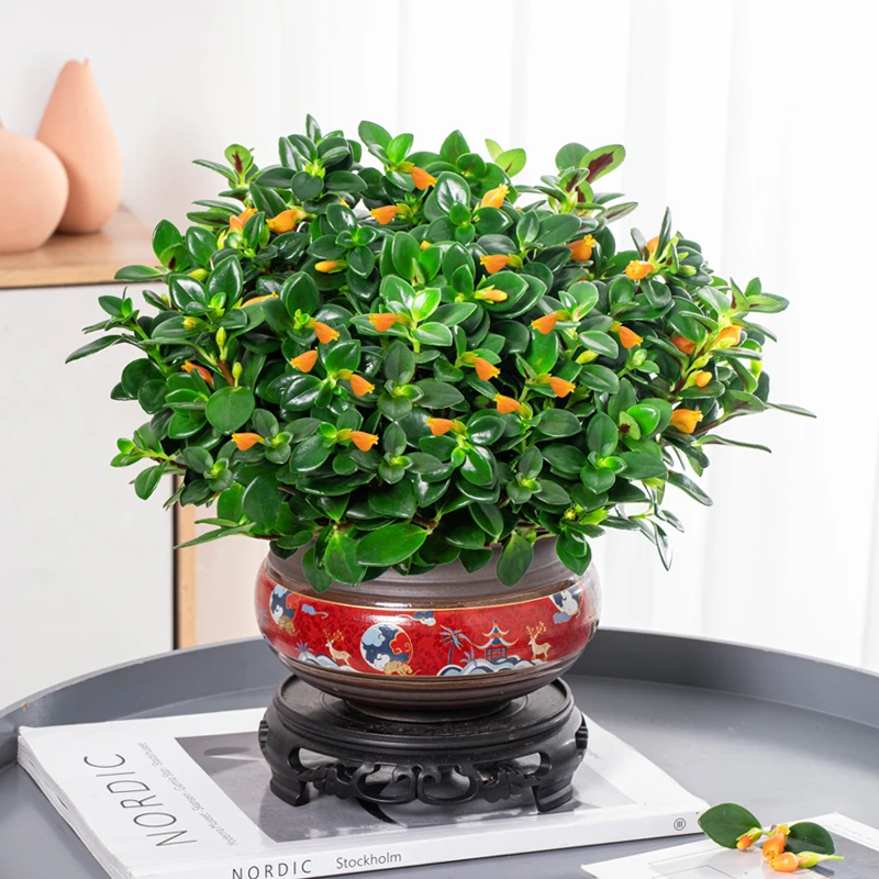金鱼花吊兰垂吊植物室内盆栽四季花卉室内植物客厅阳台好养活绿植