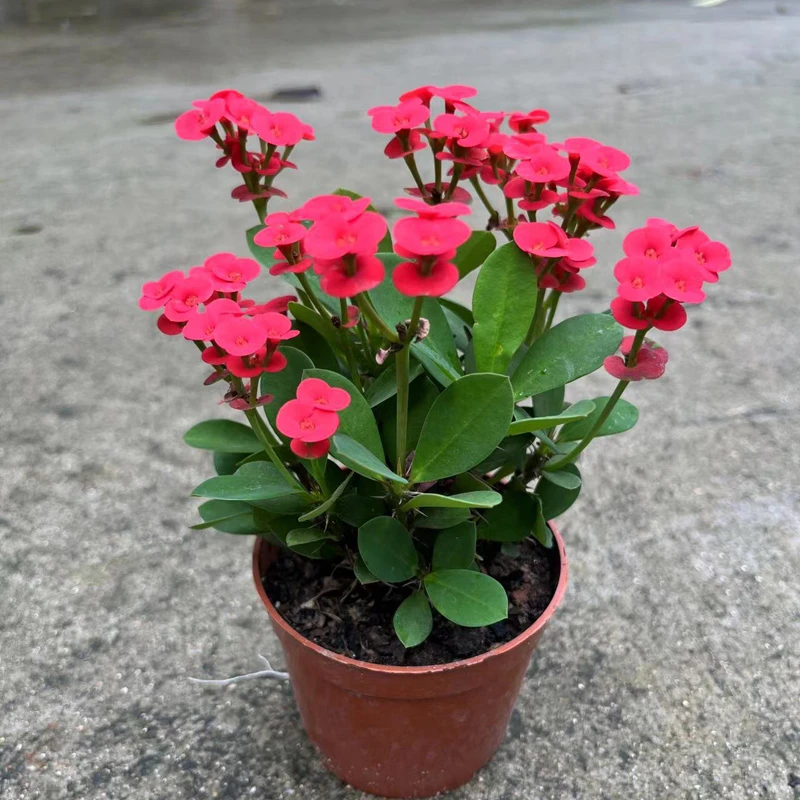虎刺梅盆栽铁海棠带花苞阳台庭院四季开花耐旱好养绿植植物