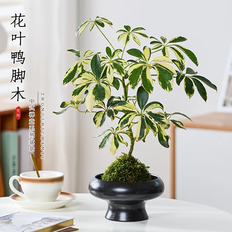 鸭脚木盆栽花叶造型盆景八方来财七叶莲招财植物室内绿植净化空气