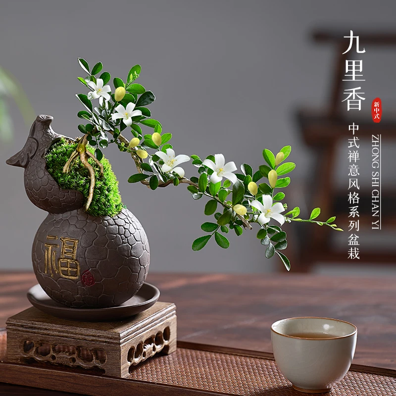 小叶九里香盆栽办公室内绿植花卉盆景植物桌面茶几好养小悬崖飘枝