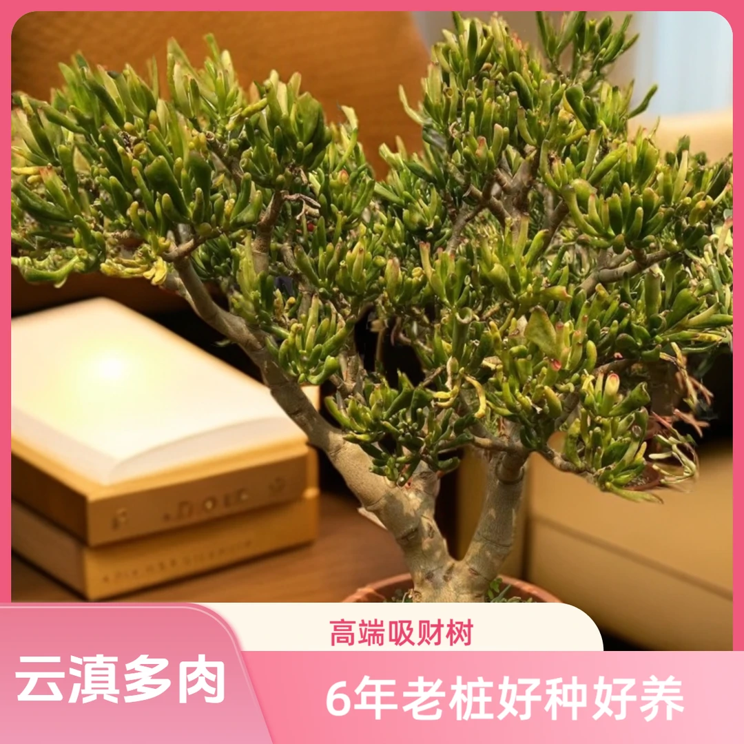 大号老桩吸财树，（冠幅40CM左右，高度40CM 左右）好种好养品牌品牌