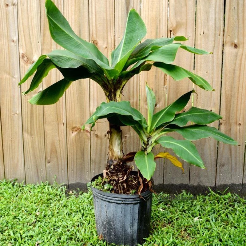 芭蕉树苗粉蕉苗小米蕉苗中蕉9号苹果蕉矮化蕉苗矮脚香蕉树苗盆栽