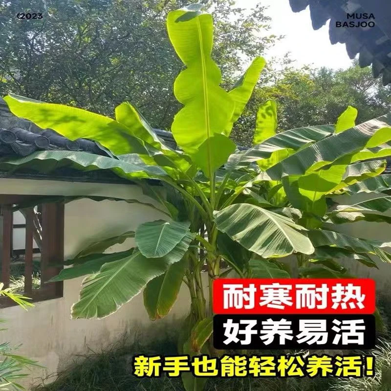 芭蕉树苗盆栽香蕉树苗粉蕉庭院大型芭蕉树苗北方耐寒观赏绿化植物