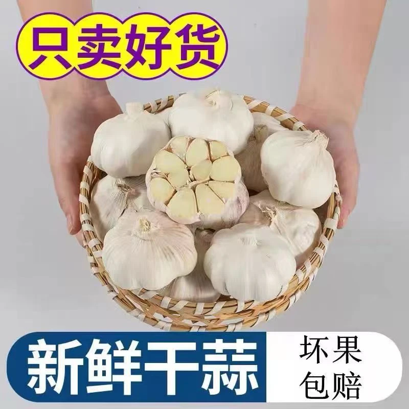 山东大蒜紫皮干蒜5斤新鲜农家100克多瓣大蒜头紫皮独头蒜营养包邮