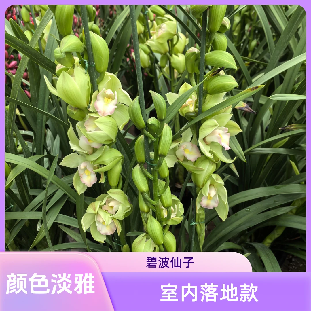 兰花-大花蕙兰（碧波仙子）室内落地款