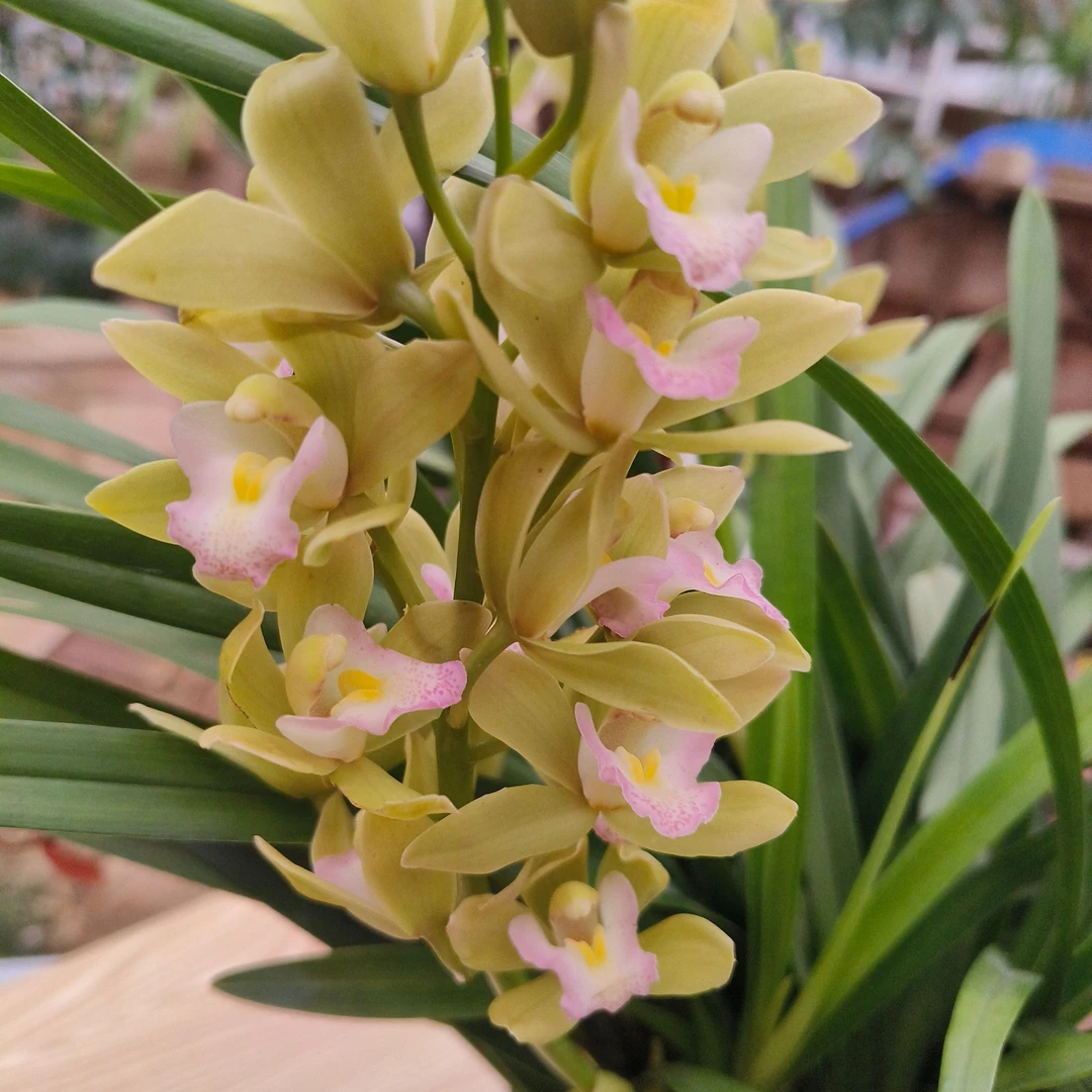 香兰-香水香兰青花瓷盆栽花