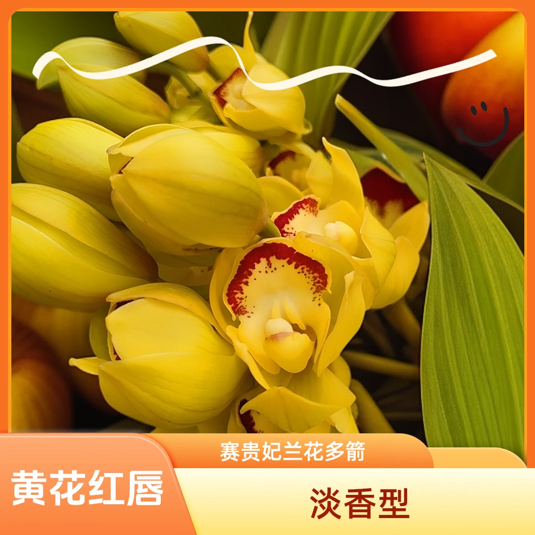 兰花-黄色系大花蕙兰（黄金岁月）室内落地款