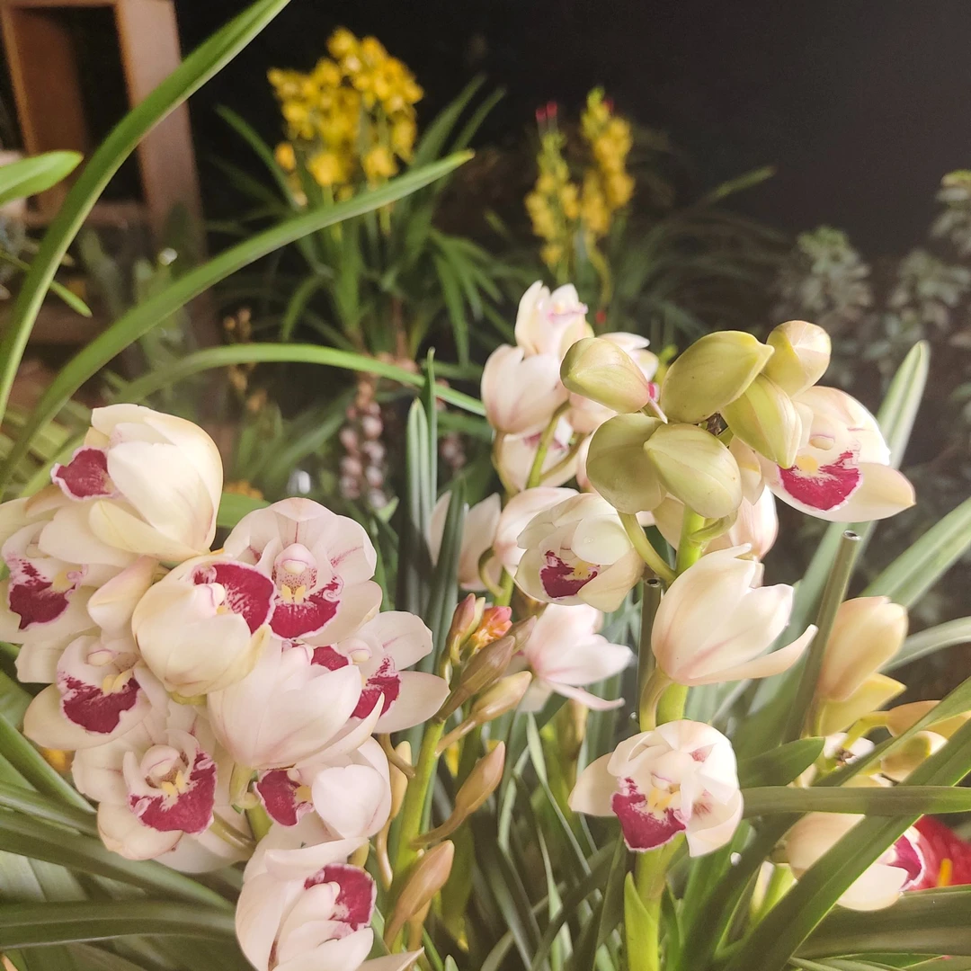 大花惠兰-诱惑（盆栽绿植）