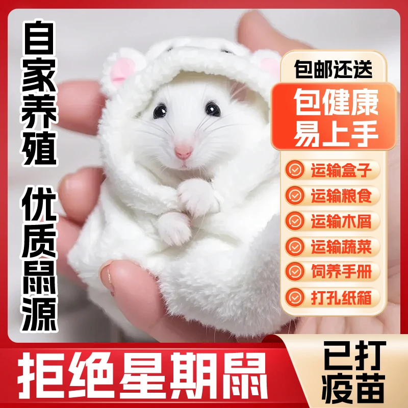 小仓鼠家养温顺宠物银狐布丁三线紫仓奶茶长毛熊金丝熊情侣幼崽