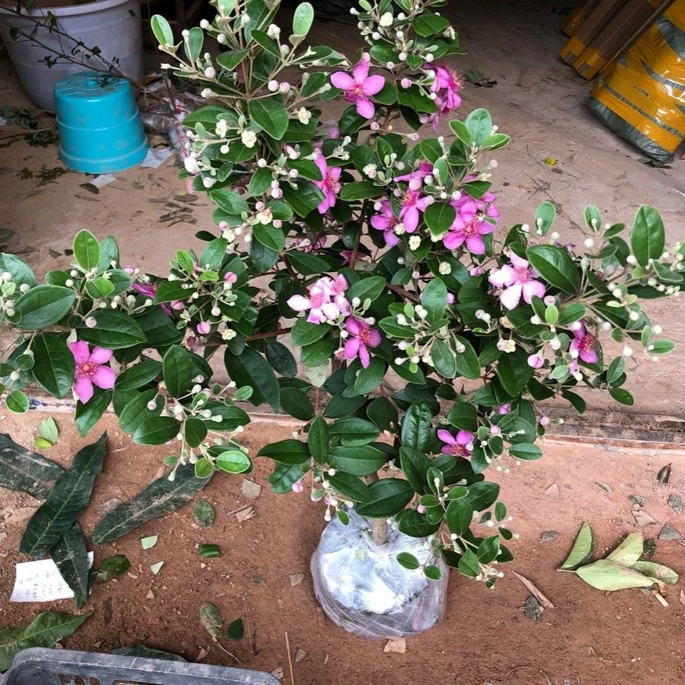 桃金娘树苗山菍子树地稔子大苗捻子果苗常绿庭院盆栽南方北方种植