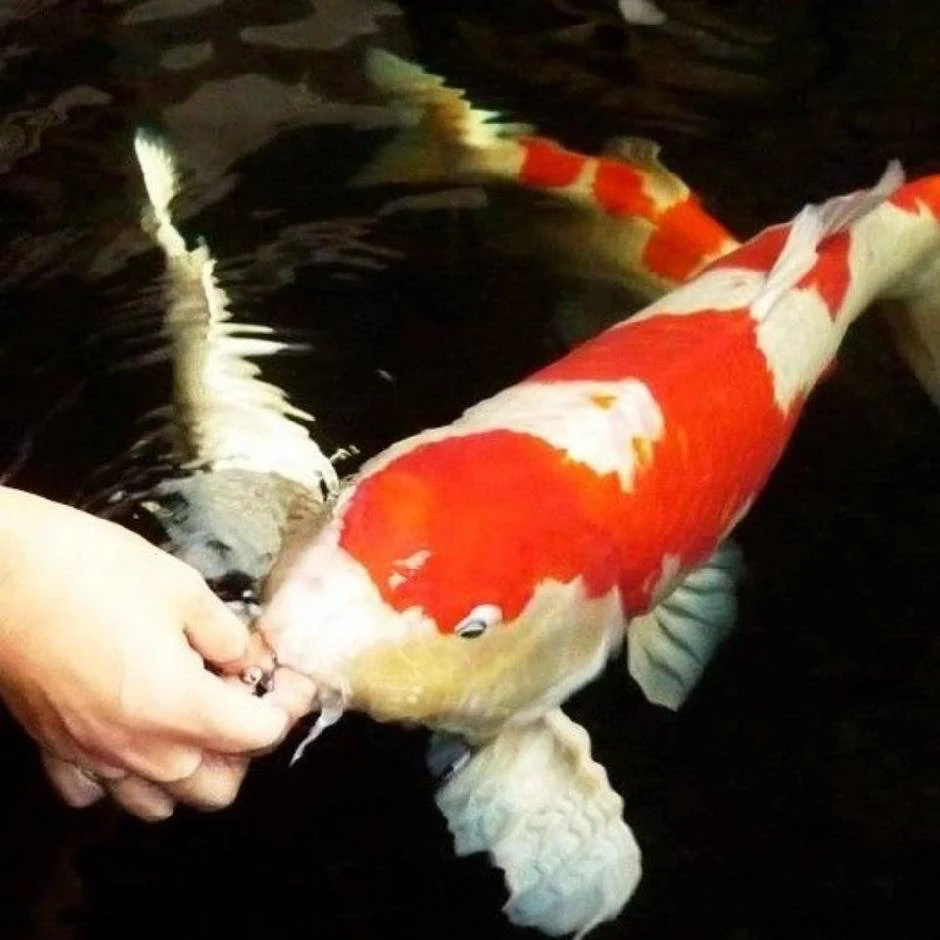 大日Xjr血统红白锦鲤鱼一物一拍直播链接