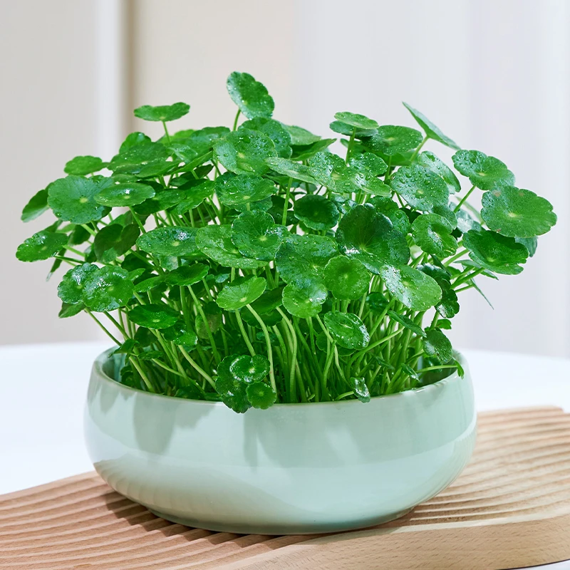 带叶铜钱草水培植物室内桌面水养绿植金钱草室外四季好养花卉盆栽