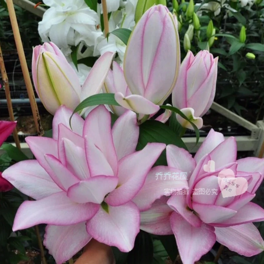 乔乔花屋 1球冰美人20/22cm重瓣香水百合种球不带盆土包邮