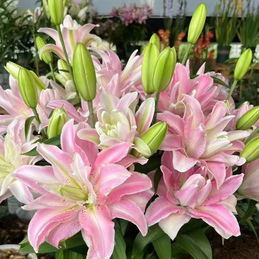 乔乔花屋 1球魔法公主粉色东方系列重瓣香水百合不带盆土现货包邮