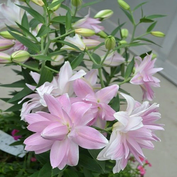 乔乔花屋 1球莲花微风18/20cm东方系列粉色重瓣 不带盆土现货包邮