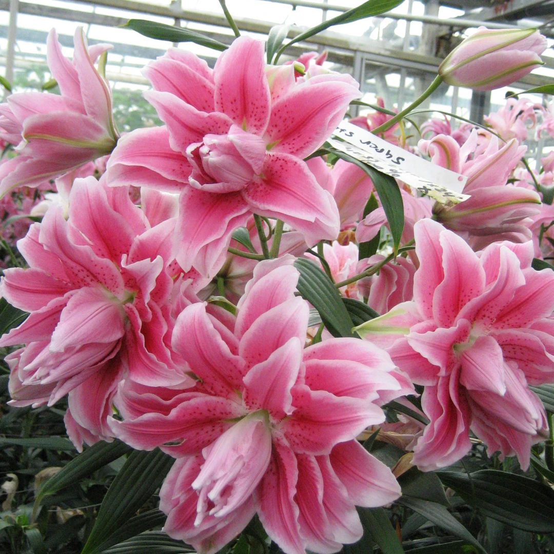 乔乔花屋 1球伊莎贝拉20-22重瓣香水百合种球粉红色 不含盆土现货