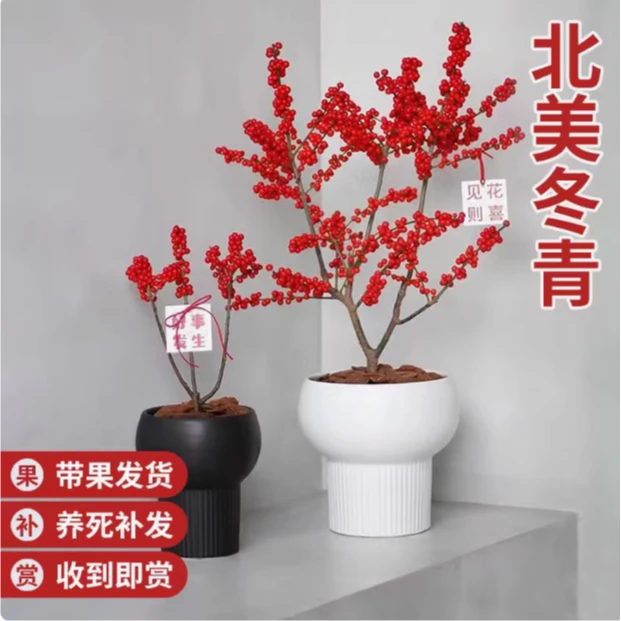 北美冬青盆栽树苗进口雄株冬红果盆栽年宵花花卉耐寒鲜花室内盆景