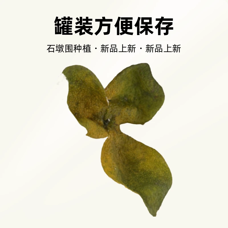2024年新会东甲二红柑干皮【自家果园石墩围】