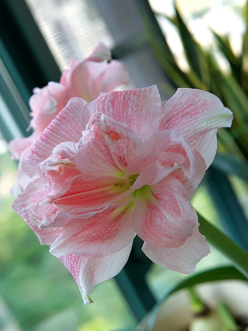 （玫瑰花漾）朱顶红种球自然球荷兰大花重瓣品种送肥料