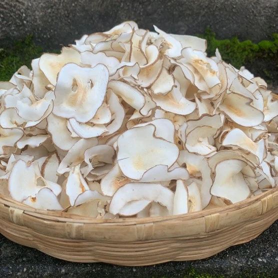 【妞妞现收】云南高山 海底椰 口口香脆 500g