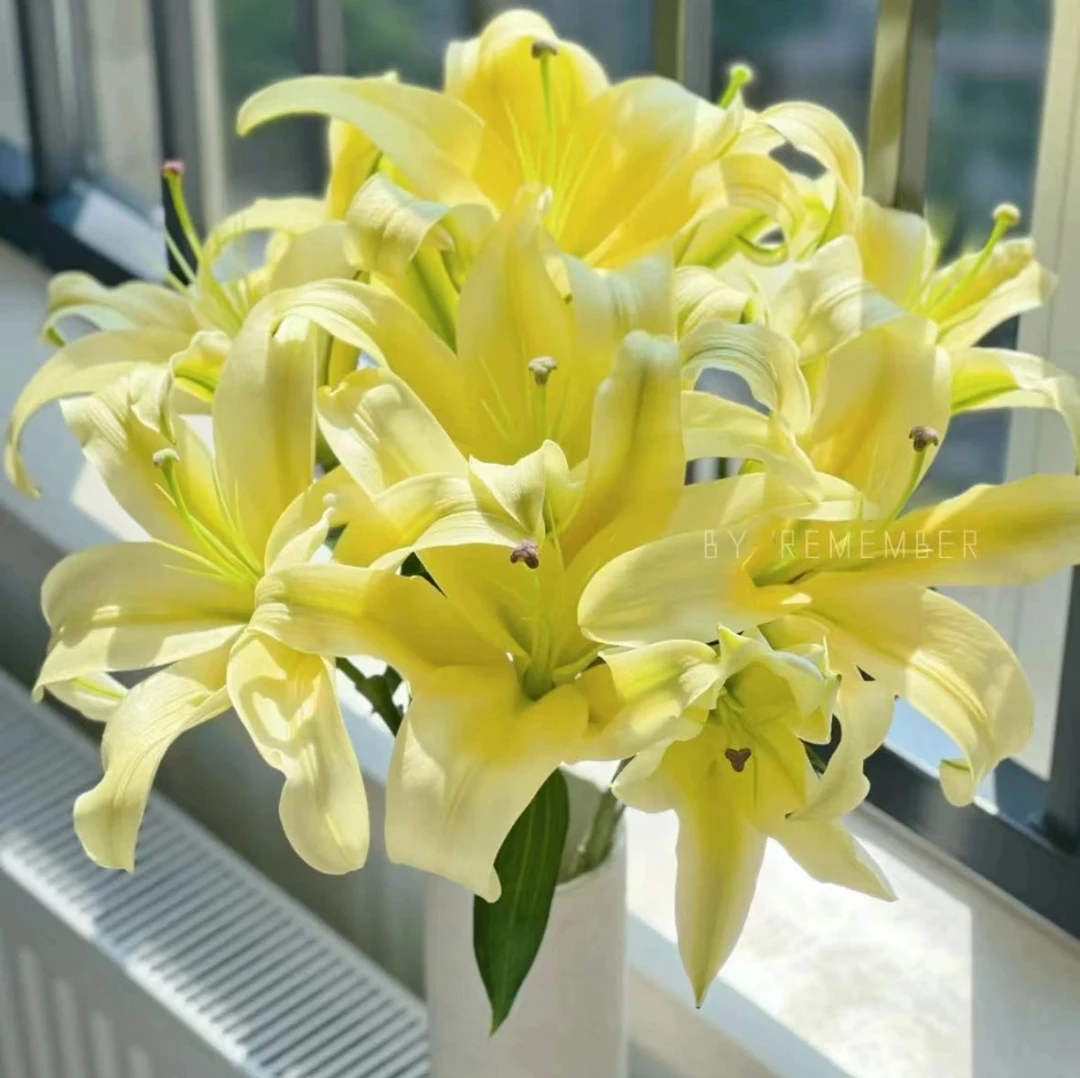 皇帝百合(浓香) 一单包邮两单升级顺丰或德邦空运