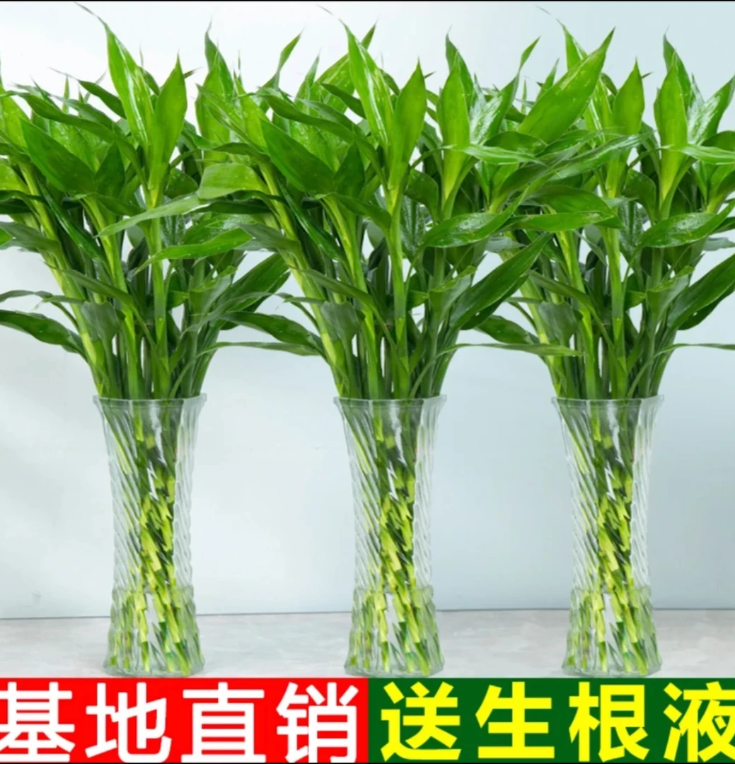 富贵竹基地发货中通包邮到家（不凑单）