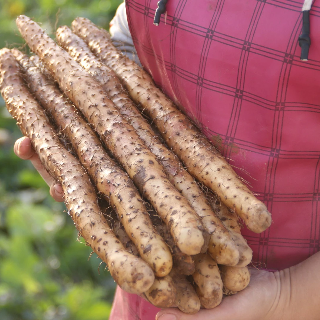 【拍三斤送两斤】温县铁棍山药 怀山药焦作垆土地新鲜现发怀山药