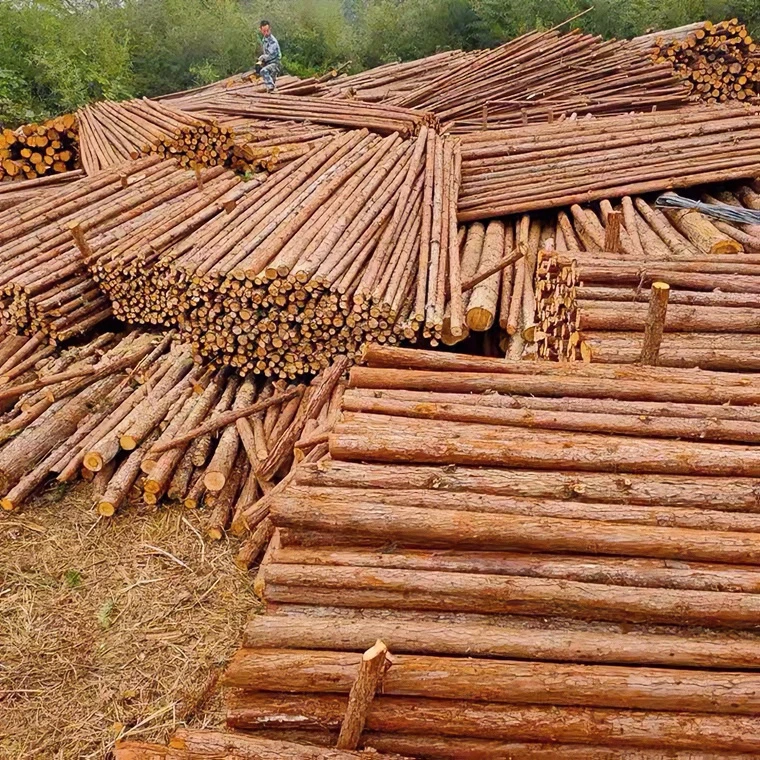 杉木杆树木支架绿化支撑杉木桩野营搭架木装葡萄架防腐木棍削尖木