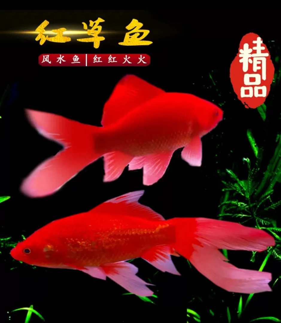 红草草金鱼 耐活好养招财淡水鱼 淡水观赏鱼 水族馆养殖场批发