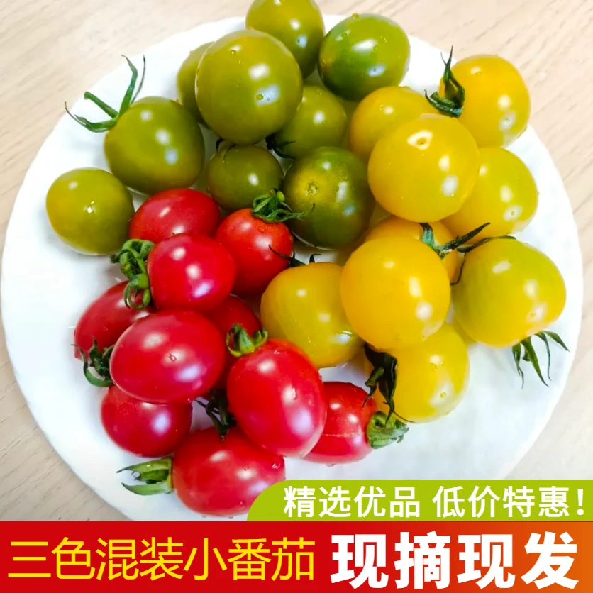 三色小番茄圣女果混装柿子西红柿迷彩夏日阳光青口蜜千禧番茄现摘