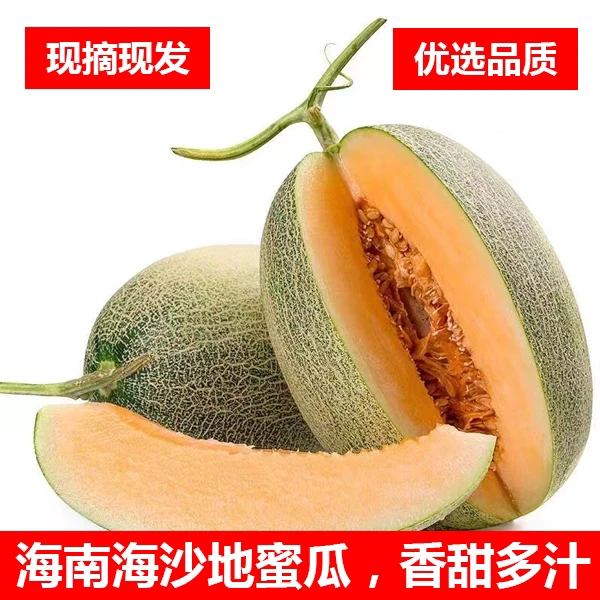 【海沙地小蜜瓜】正宗海南哈密瓜甜瓜新鲜水果西州孕妇蜜瓜网纹瓜