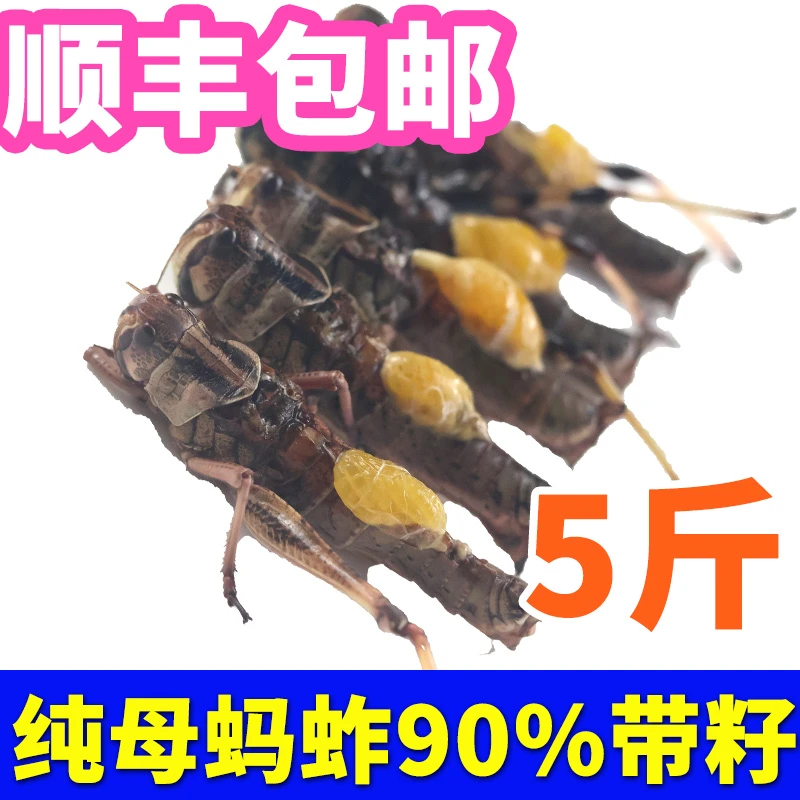 纯母去翅带籽率高蚂蚱油炸烧烤商用鲜活体速冻当季昆虫高蛋白蚱蜢
