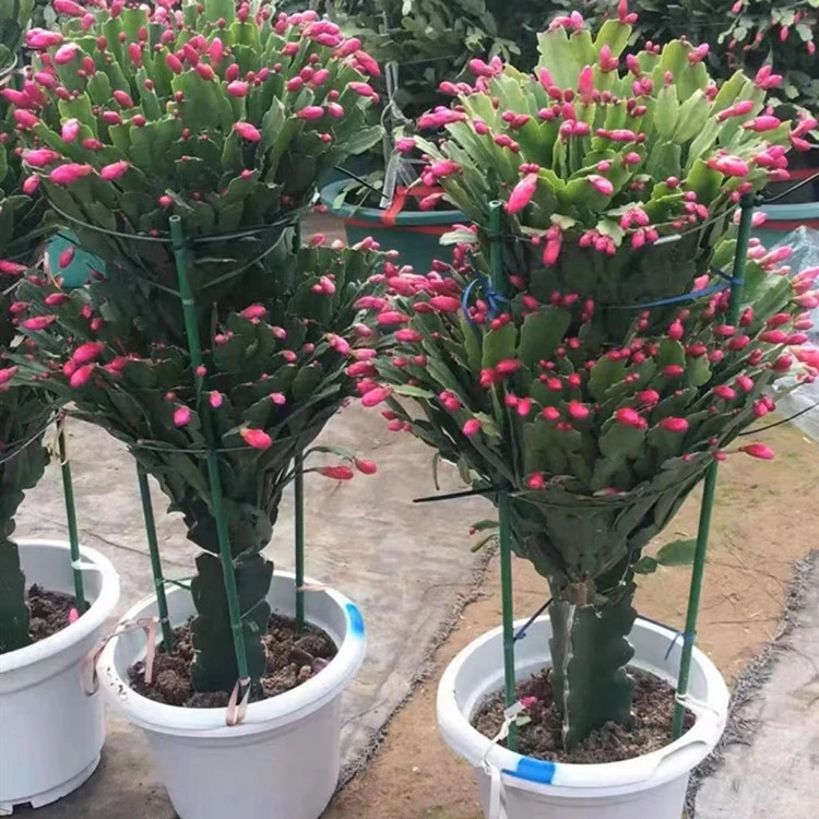嫁接蟹爪兰双层三层绿植花卉树桩盆栽植物室内客厅阳台办公室四季