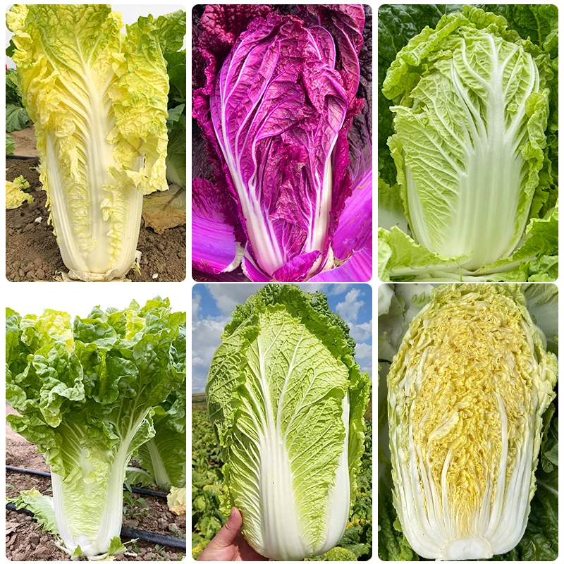 【白菜种子】大白菜/紫白菜/娃娃菜种植农业播种家庭种植小院简单