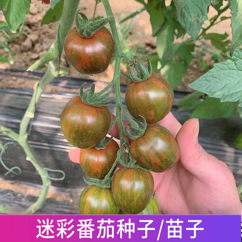 迷彩小番茄种子/苗子
