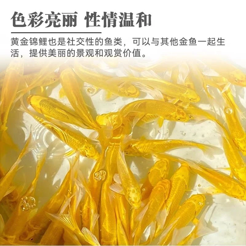 黄金锦鲤饲养发货活鱼好养耐活冷水鱼活体观赏鱼小型养鱼精品