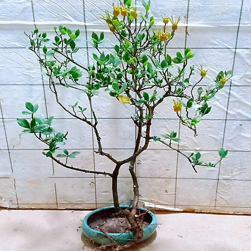 海岛柳叶栀子花-直播间一物一拍